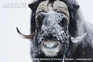 Muskox-with-snow-on-face