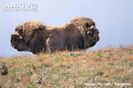 Pair-of-male-muskox