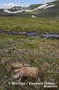 Shed-winter-hair-of-muskox-on-ground