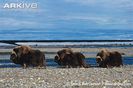 Three-muskox-bulls-walking-alongside-river