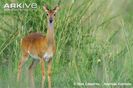 Female-oribi-in-long-grass