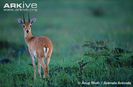 Male-oribi-