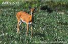 Oribi (2)