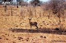 Oribi-standing-in-the-shade