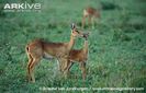 Oribi-with-young