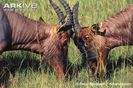 Close-up-of-sparring-male-topis