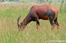 topi-grazing