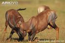 Topi-males-sparring