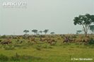 topis-in-mixed-herd-with-uganda-kob