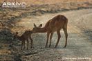 Adult-female-puku-with-fawn