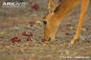 Female-puku-feeding-on-flowers-fallen-from-a-sausage-tree