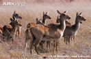 Group-of-puku-females