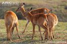 Group-of-young-puku