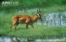 Male-puku-in-wetland-habitat