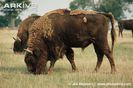 European-bison-bull-grazing