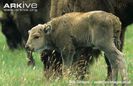 European-bison-calf