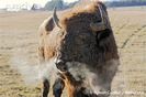 European-bison-exhaling-in-winter-habitat