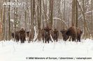 European-bison-gathering-at-feeding-site