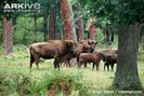 Group-of-European-bison-with-young-calves