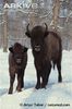 Juvenile-and-older-European-bison-in-snow