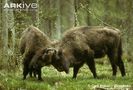 Young-male-European-bison-fighting