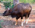 Gaur- (1)