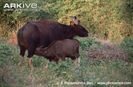 Gaur-calf-suckling