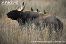 Gaur-with-mynah-and-black-drongo