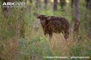 Gaur-young-in-vegetation