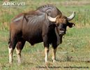 Male-gaur