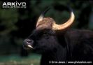 Male-gaur-