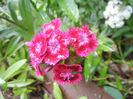 Dianthus barbatus (2013, June 02)
