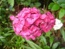 Dianthus barbatus (2013, June 02)