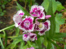Dianthus barbatus (2013, June 02)