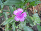 Dianthus barbatus (2013, June 02)