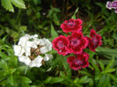 Dianthus barbatus (2013, June 02)