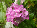 Dianthus barbatus (2013, June 02)
