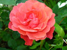 Pink Abundance, Harkness?