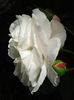 DSC08058