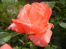 Rose Artistry (2013, June 02)
