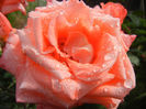Rose Artistry (2013, June 02)