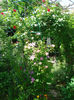 DSC08208
