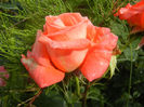 Rose Artistry (2013, June 02)