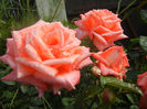 Rose Artistry (2013, June 02)