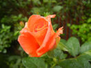 Rose Monica (2013, June 02)