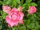 Rose Pink Peace (2013, June 02)