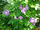 Rhapsody in Blue