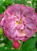 DSC08089