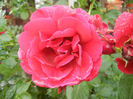 Rose Blaze Superior (2013, June 02)