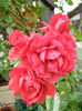 Rose Blaze Superior (2013, June 02)